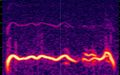 2018-05 Rondone 2018-05 n3 polyphonic call slowed down 8 times - Spectrogram.jpg