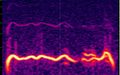 2018-05 Rondone 2018-05 n3 polyphonic call 0.4s - Spectrogram.jpg